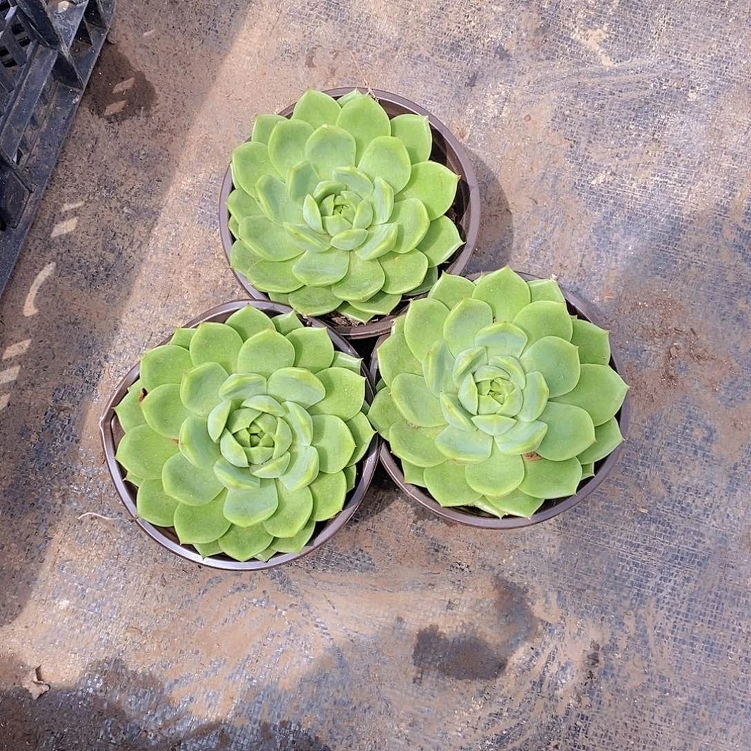 绿水鬼大单头精品多肉三盆