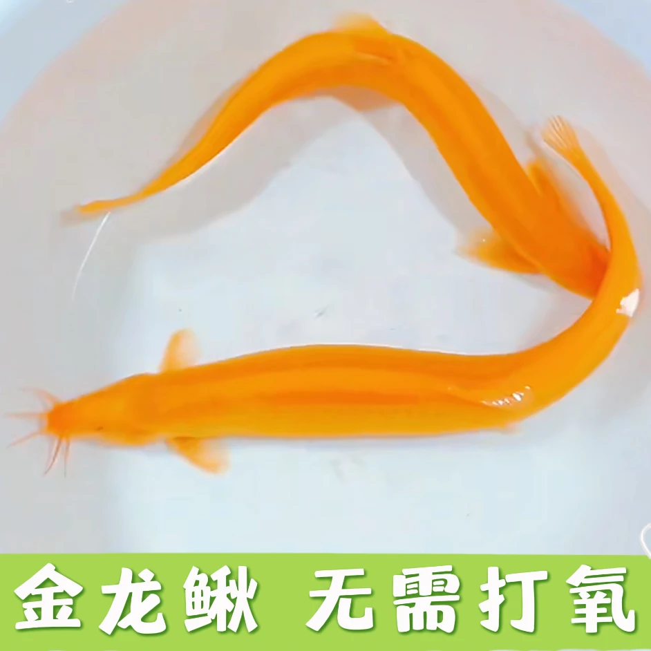 黄金泥鳅冷水淡水观赏鱼好养耐活可清理鱼缸鱼粪藻类