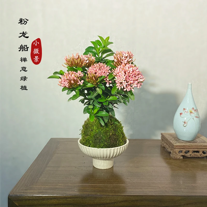 【宏展】粉公主龙船花苔藓球四季开花（带满花苞）阳台窗台绿植