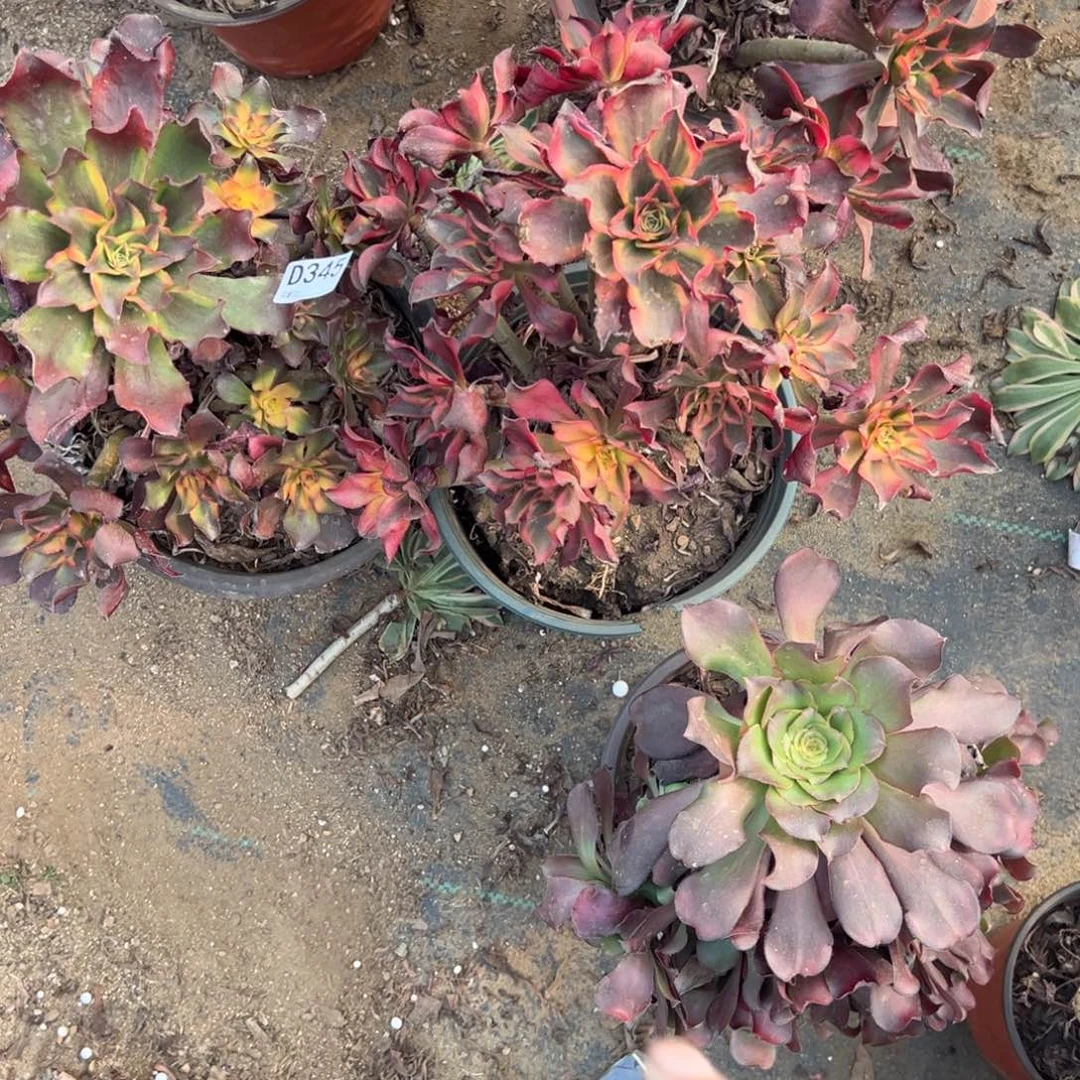 杨***活345两颗组合多肉植物