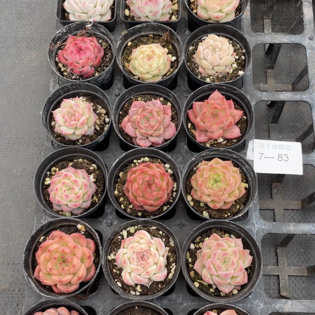 一物一拍18棵7-83