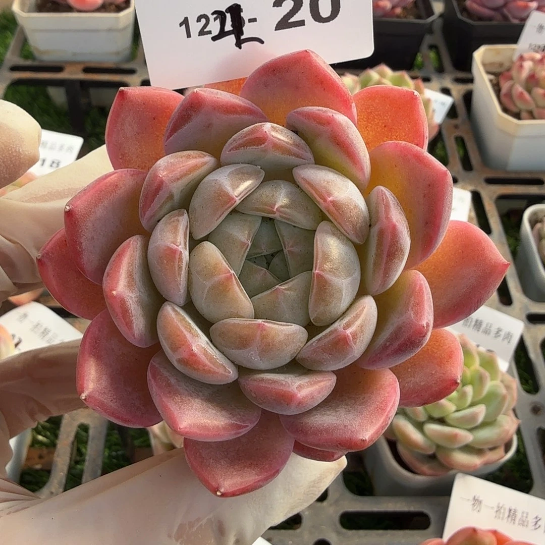 1222-20多肉一物一拍