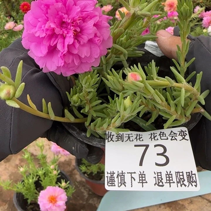 无花朵073超小苗盆口10cm