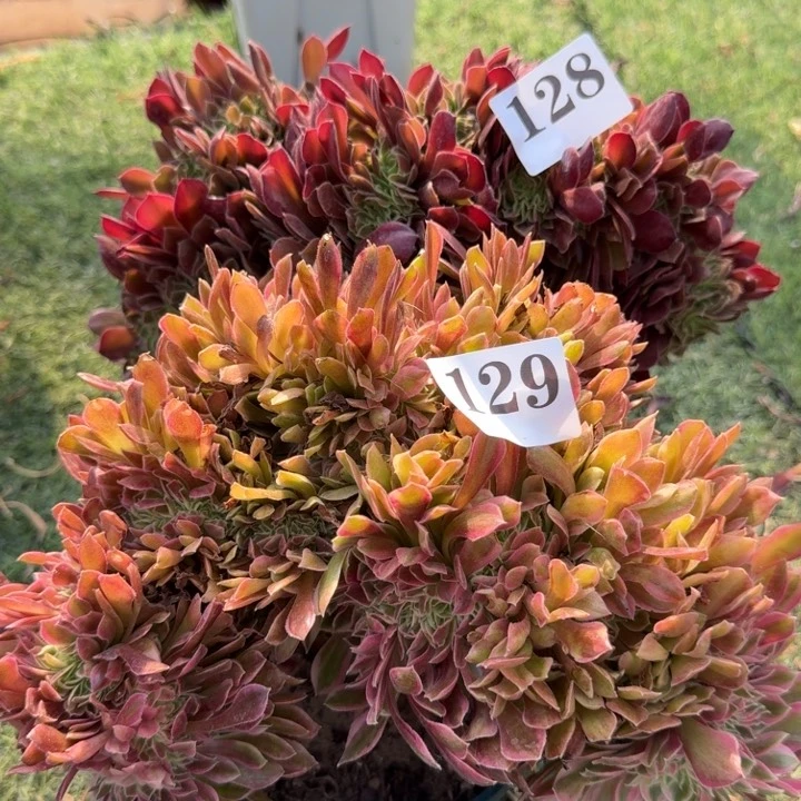 法师锦缀化2棵，128.129