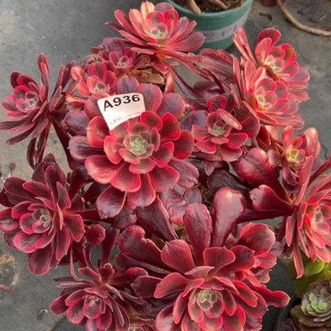 936梦娜丽莎35厘米左右