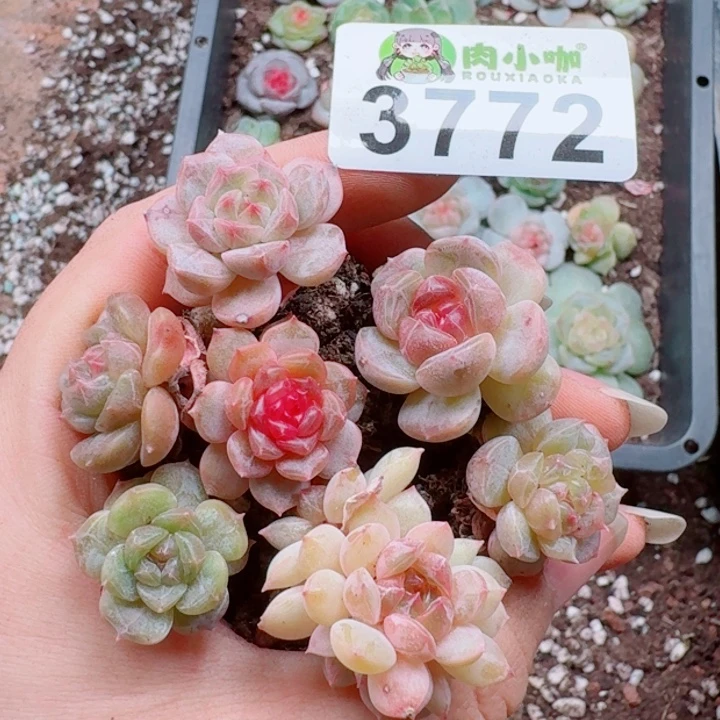 多肉植物多肉植物