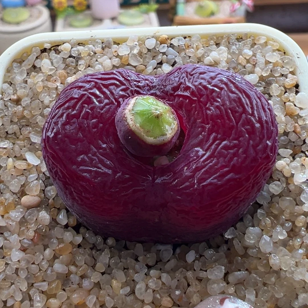 30。优选紫红体大毛母本。3.3厘米