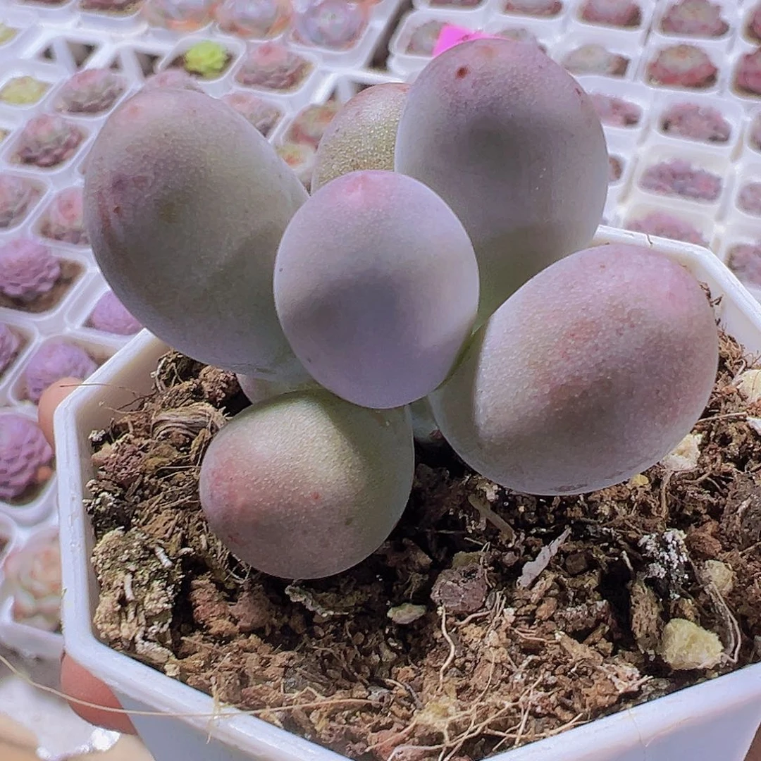 米可奶19包邮多肉植物