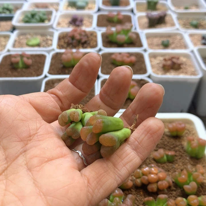 兔*专拍兔头 肉锥植物