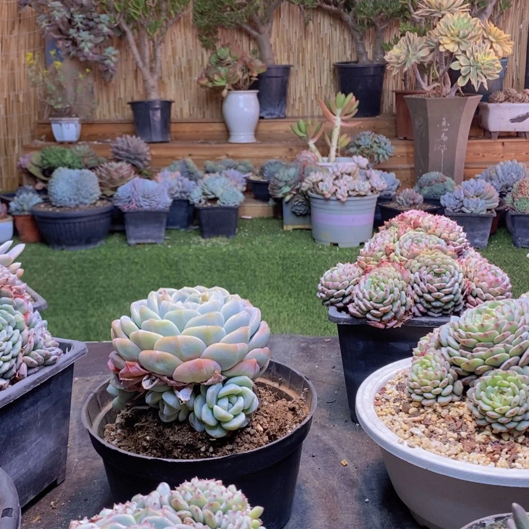 星*C14号冰玉手捧