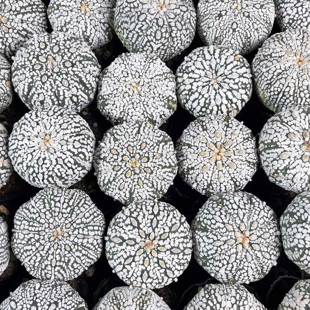 4.5cm实生特浓白超兜