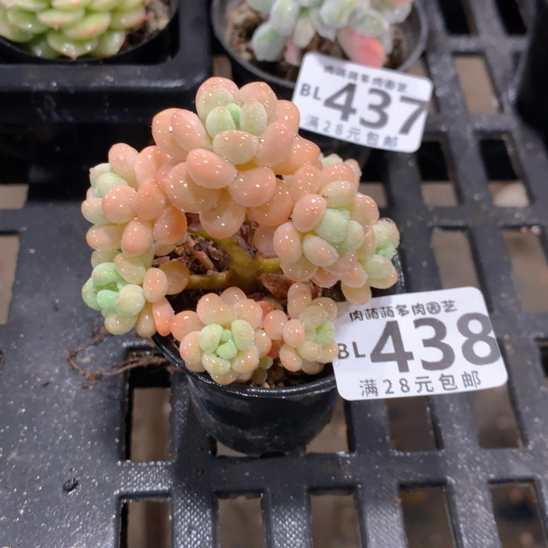 肉萌萌5cm拇指盆精控多肉BL438