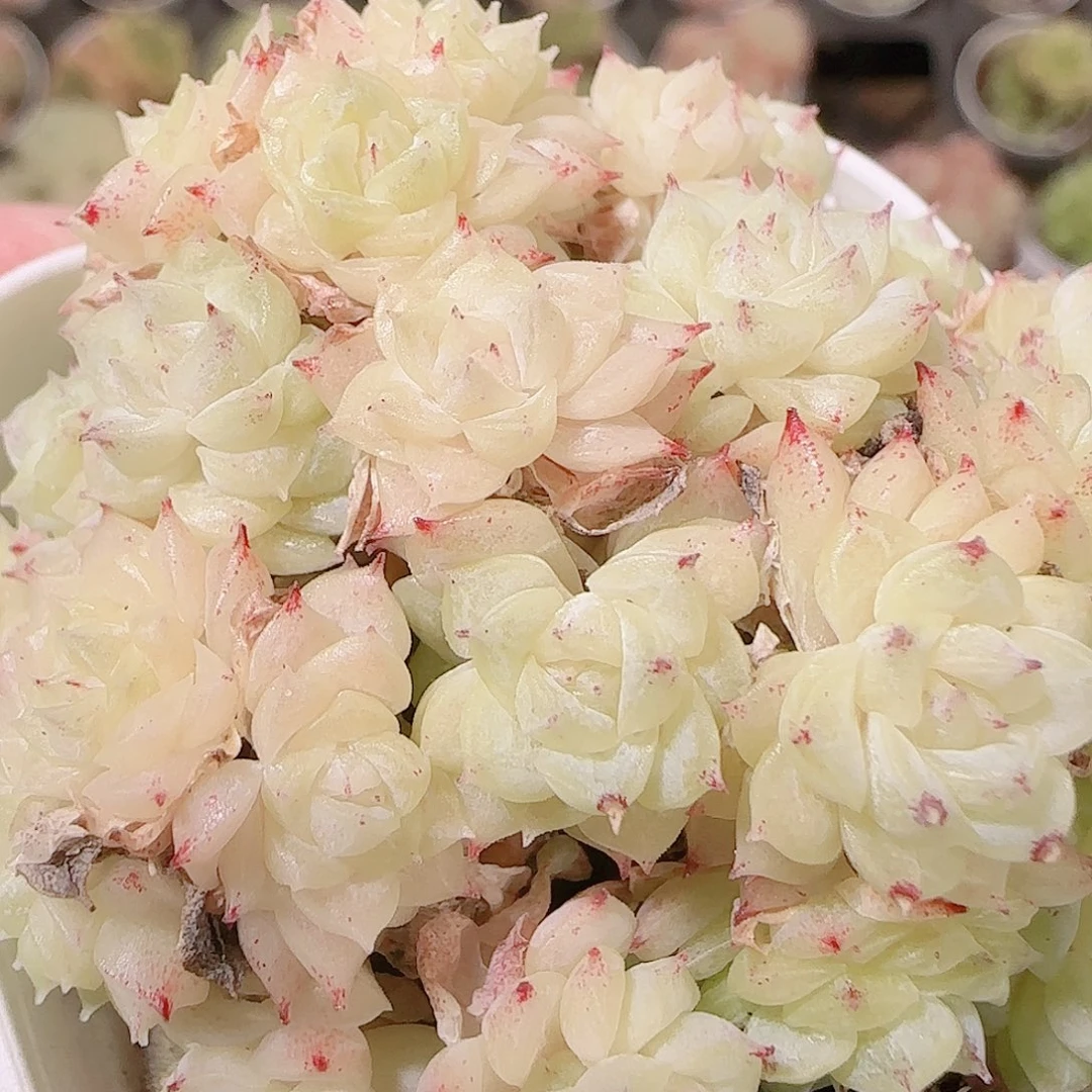 花语逸镜1122-285散