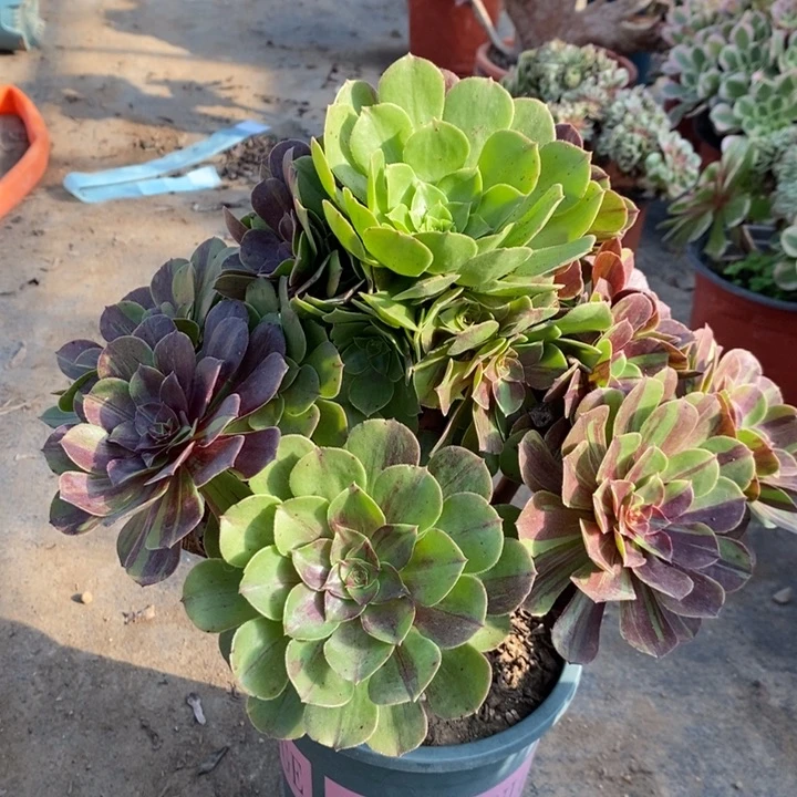 花月夜多肉植物17