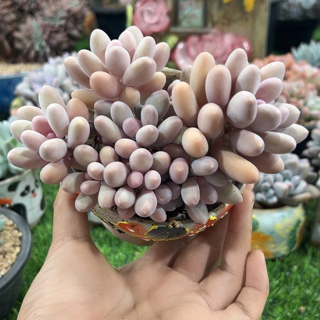 1026090 七彩美人群生母本 新品