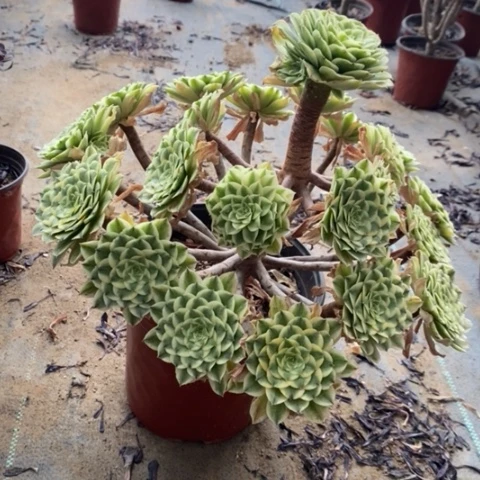 碧浪多肉植物023
