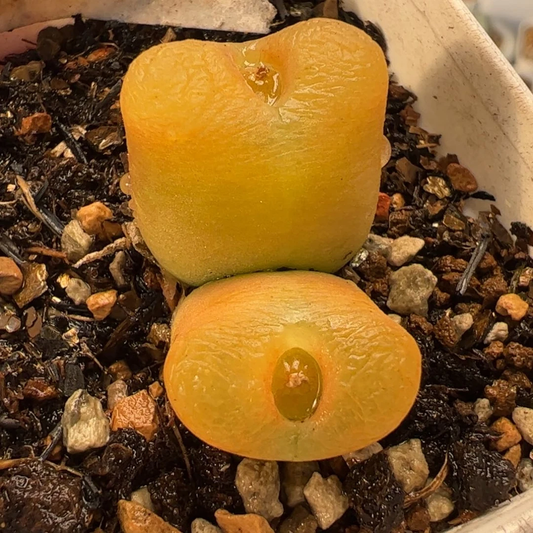 853多肉植物百科