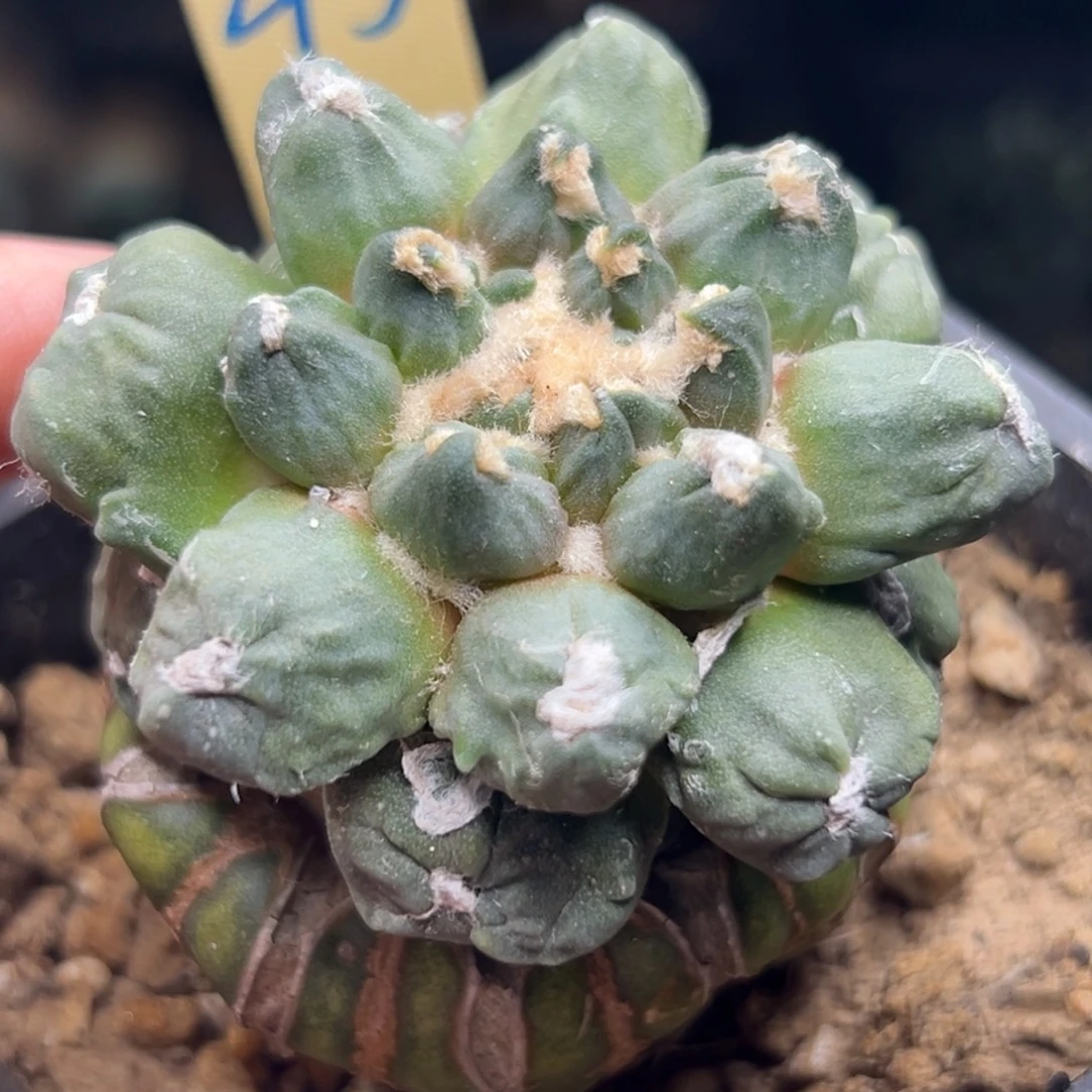 144 仙人球的比赛将于