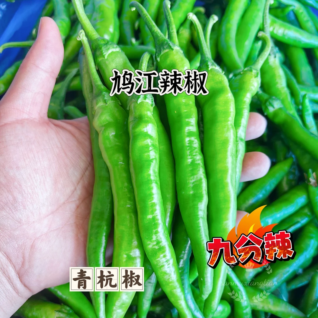 [青杭椒]安徽芜湖本地青杭椒高辣青尖椒炒菜辣香味十足现摘辣椒