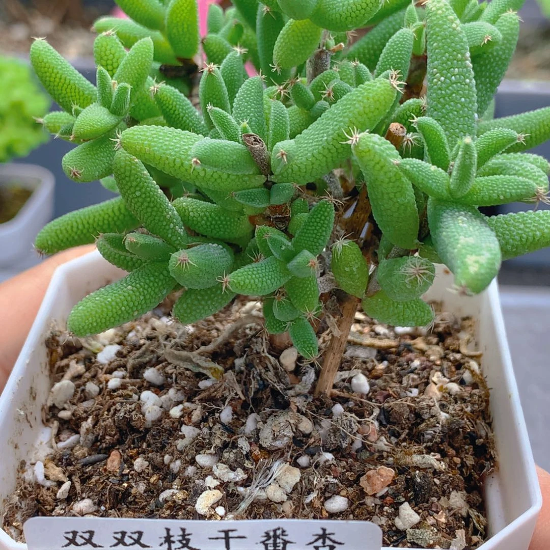 424玉米。