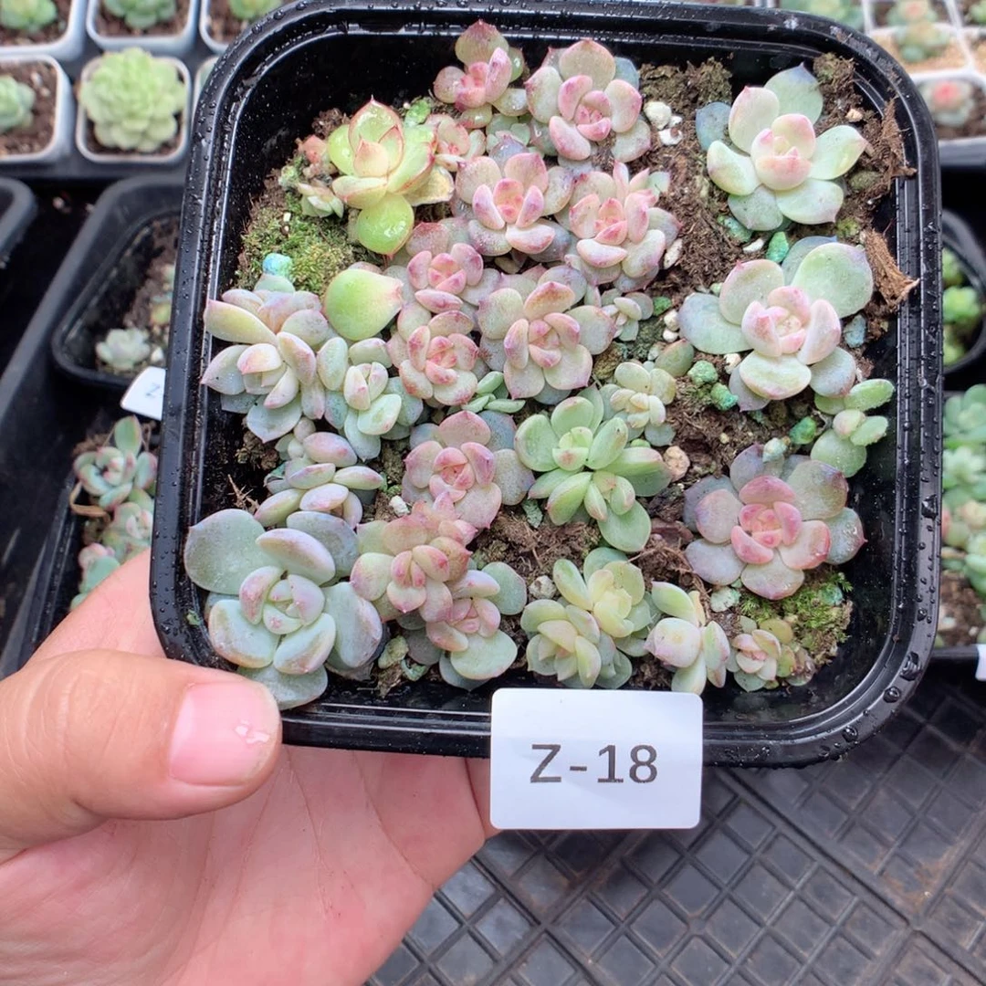 无花朵Z18英语英语