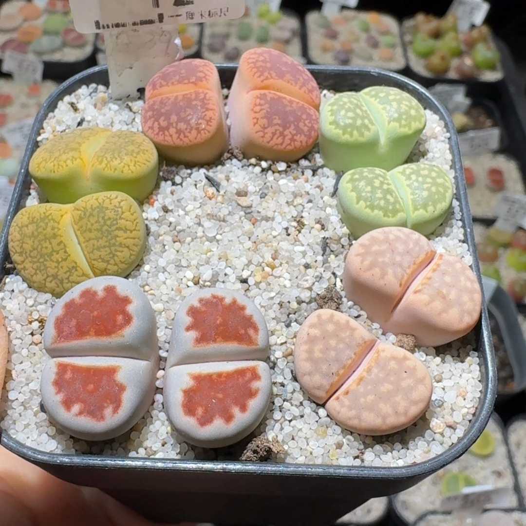 Sss新年福利啦12大