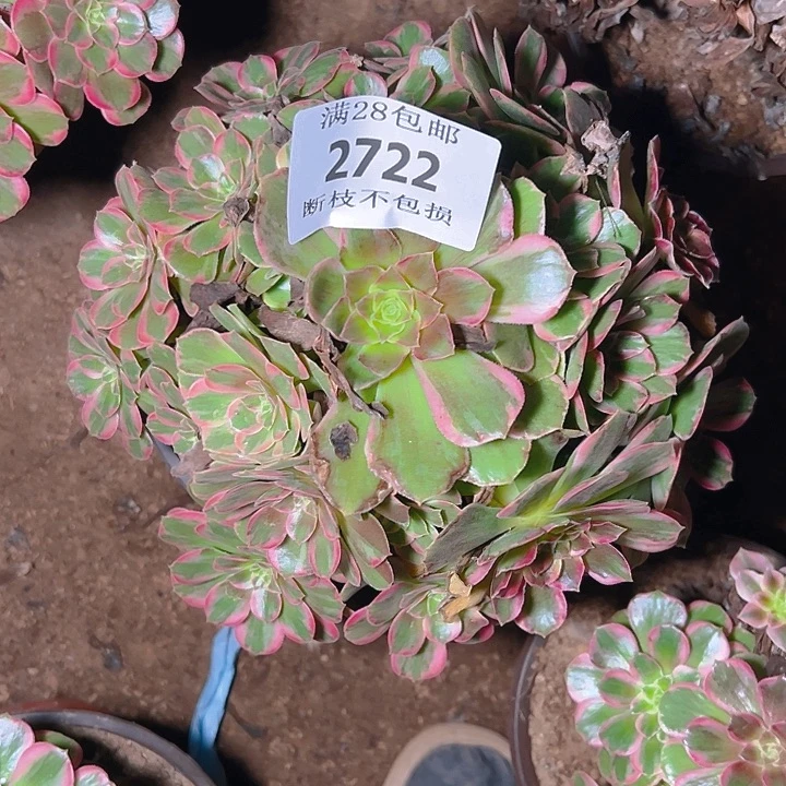 2722安娜多肉植物保护