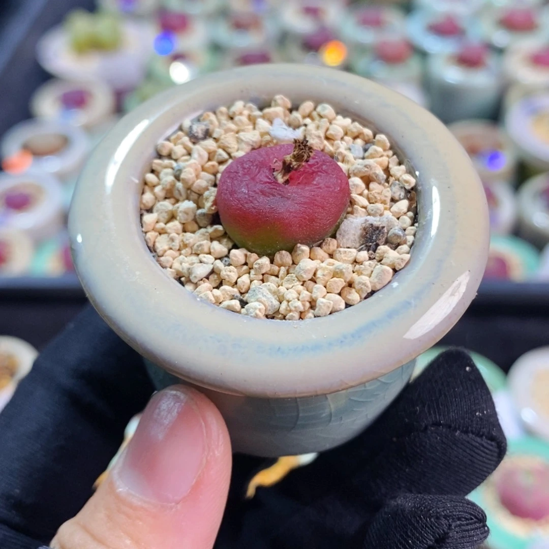 6059--一物一拍 带盆 1801.1