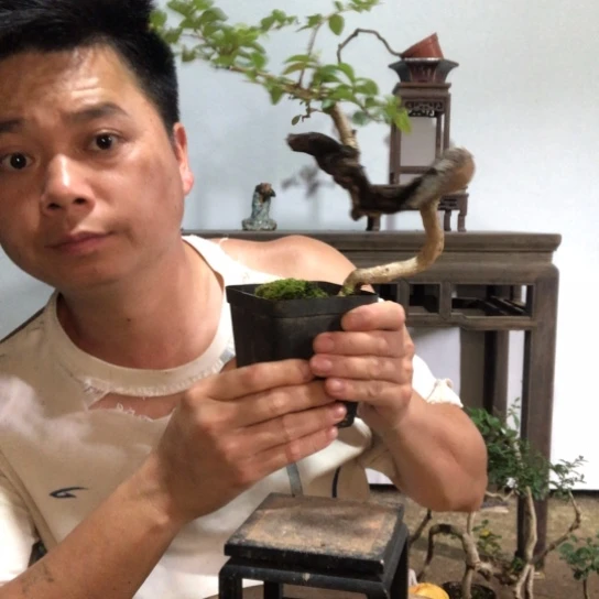 无花朵盆景素材盆栽植物
