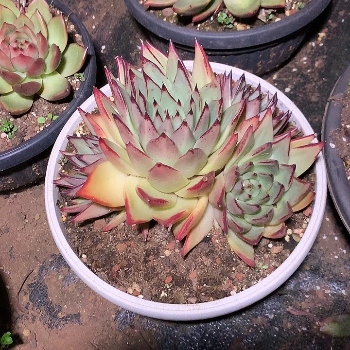 美肉特价活动开始了