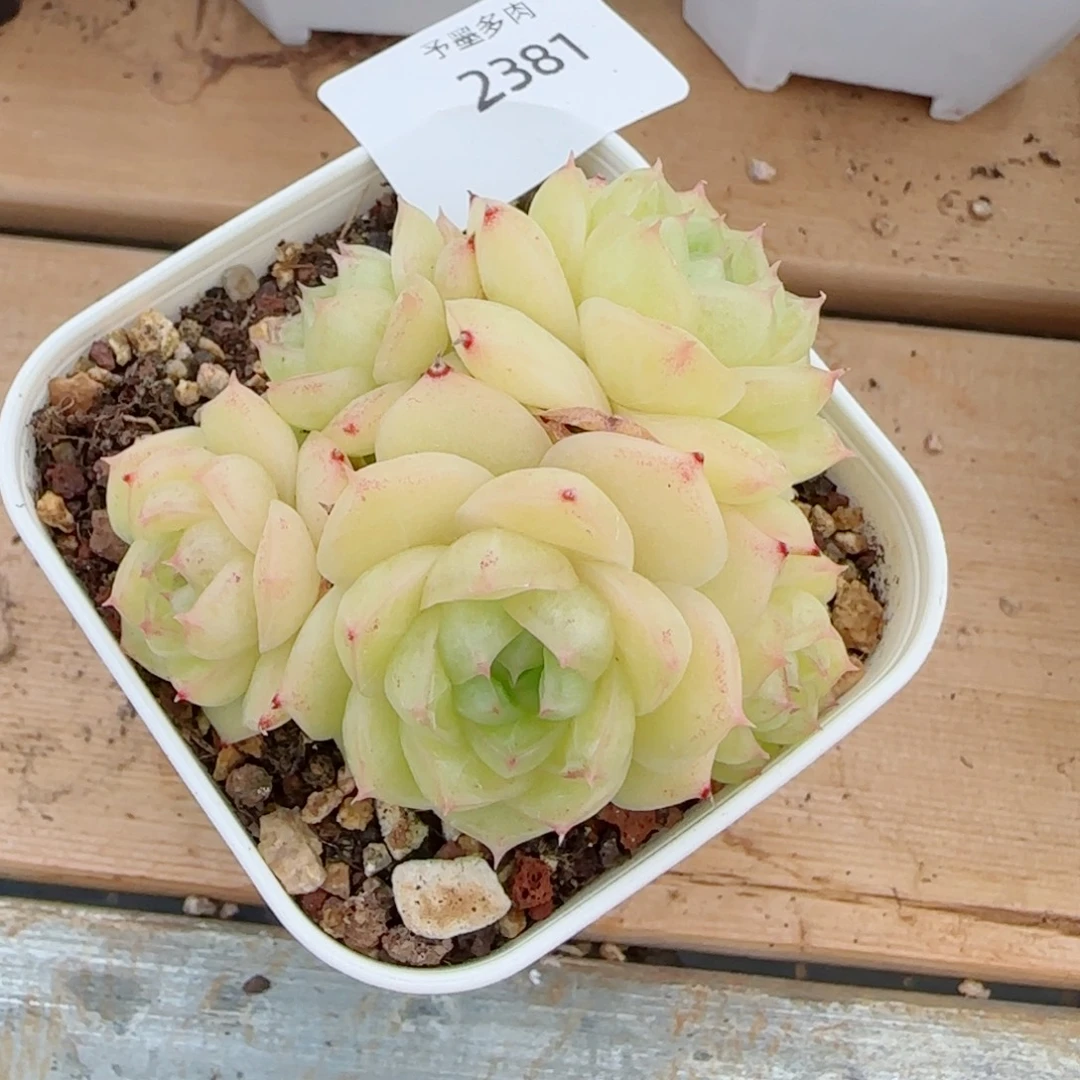 麦秆群，2381带盆发不包整