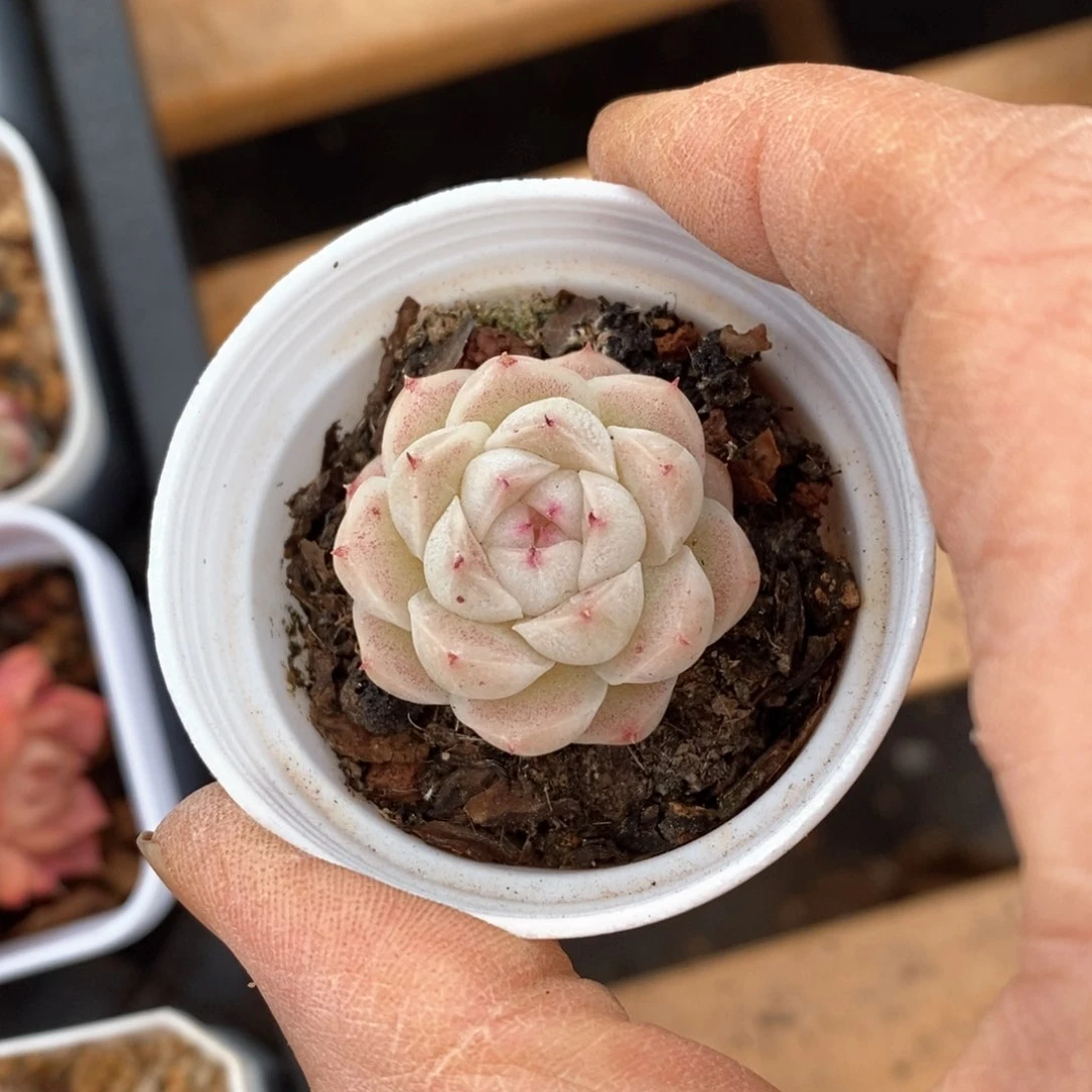 精品多肉一物一拍不包整245