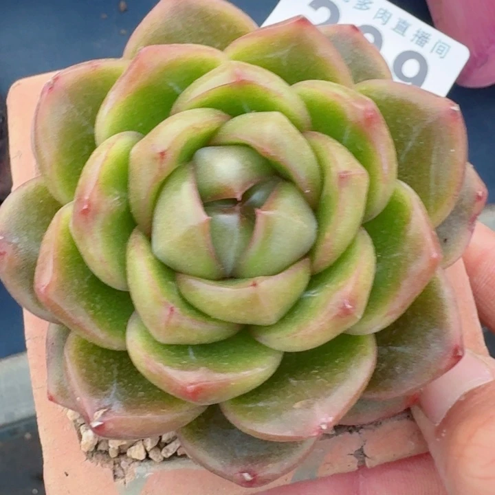 皮唉拉珍妮         精控精养多肉植物