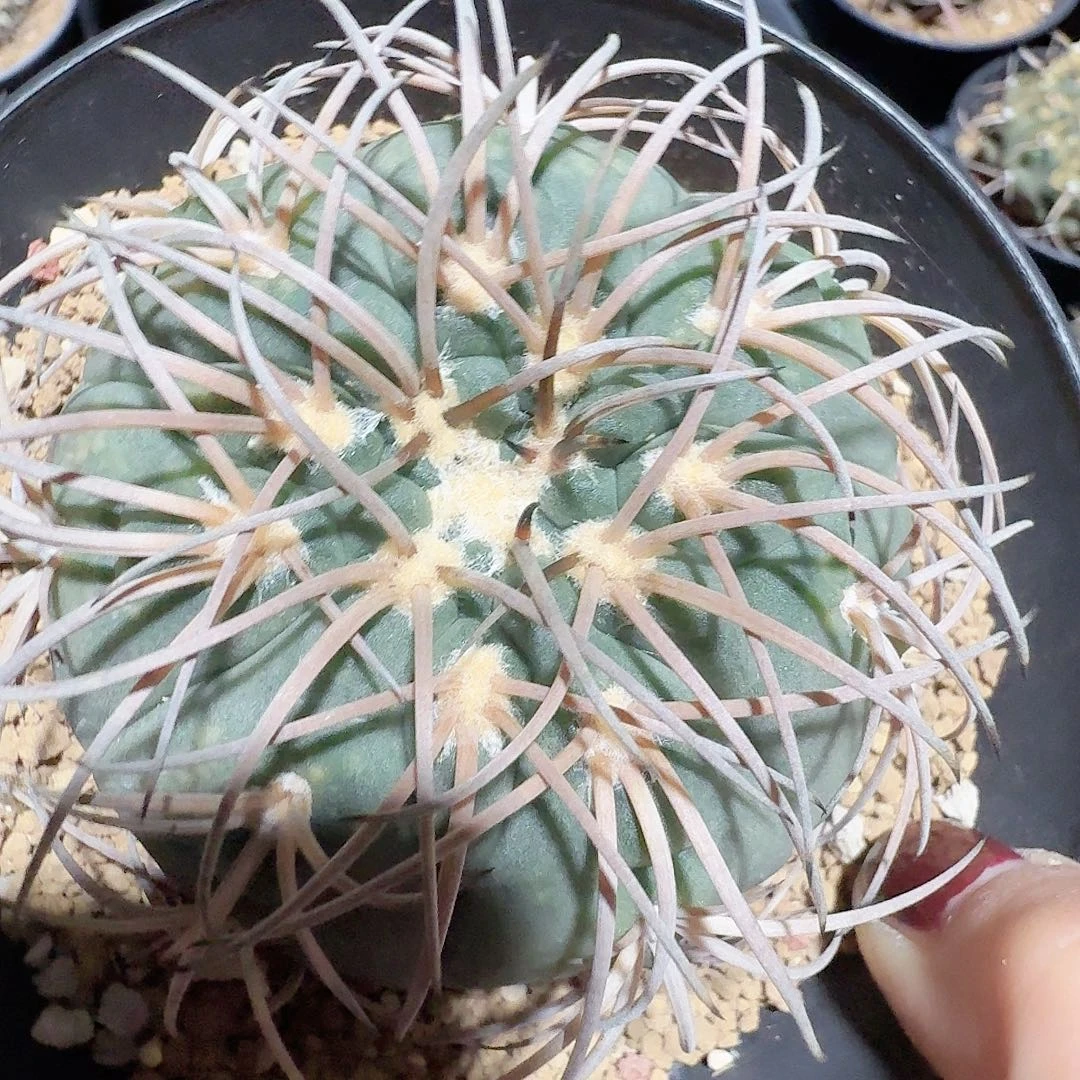 实生伏刺天平脱土发货