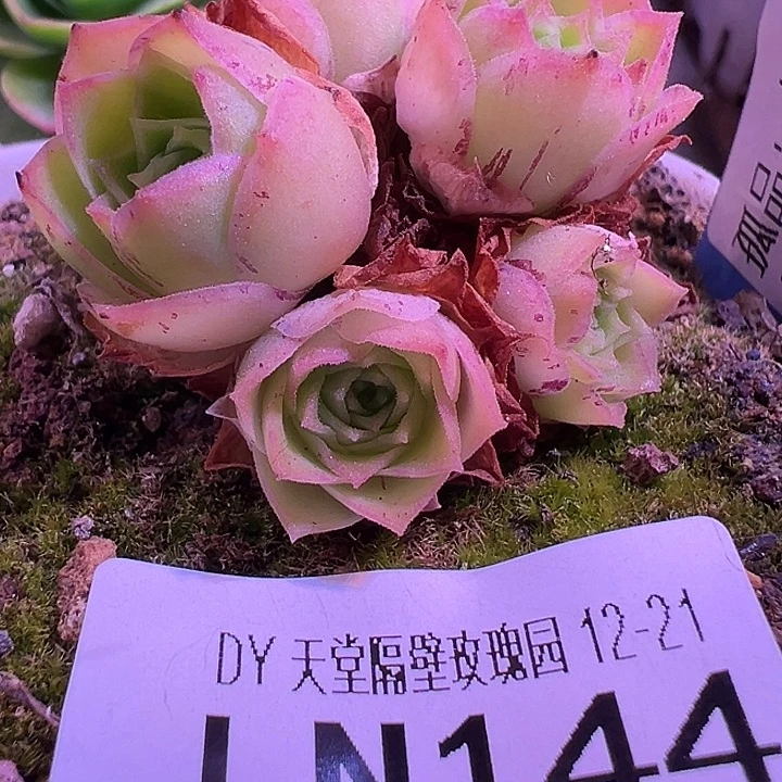 露妮144孤品龙母传奇侧芽小