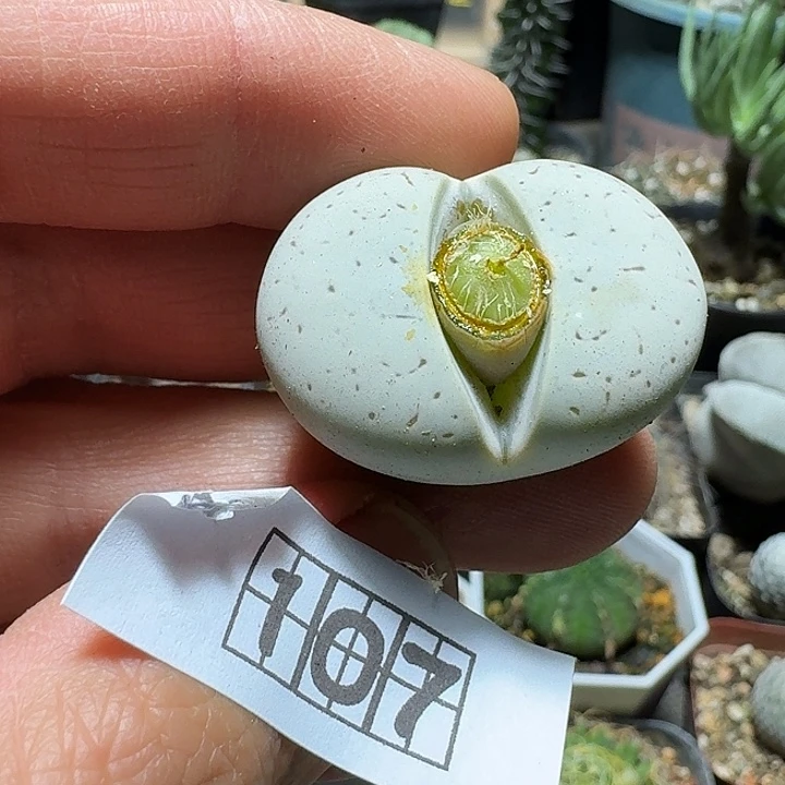 107大白脱土发货实生