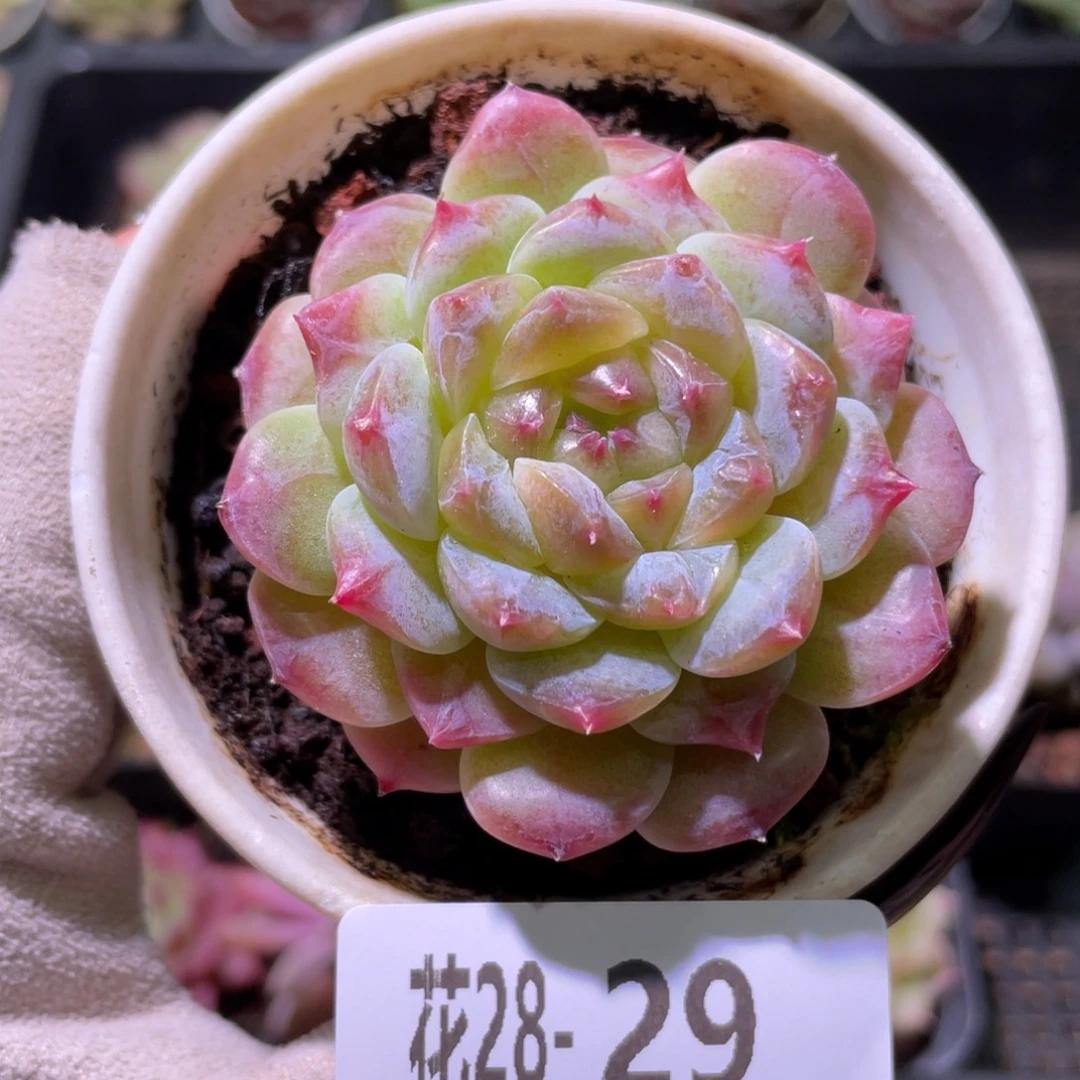 花利美28-29秘境冰魄