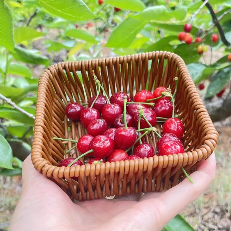 四川玛瑙樱桃2斤中大果正宗贾家小樱桃红非樱桃纯甜水果顺丰包邮
