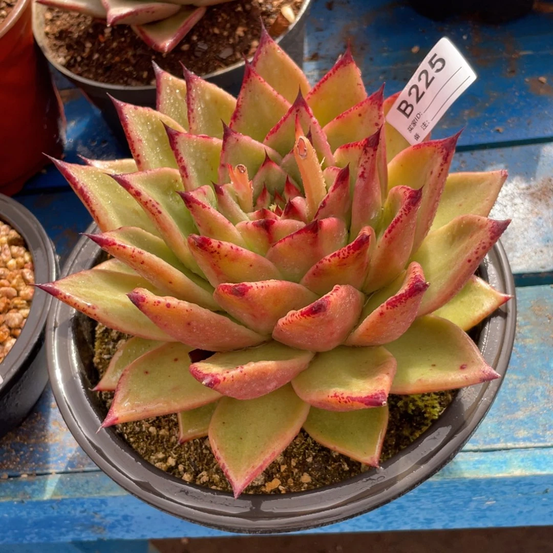 无花朵若茹东云单拍B225