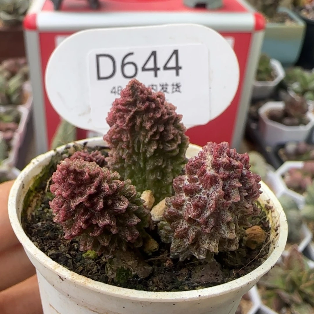 福利多肉。   644。