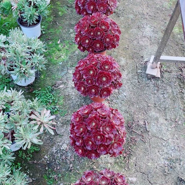 火狐砍头朵朵法师