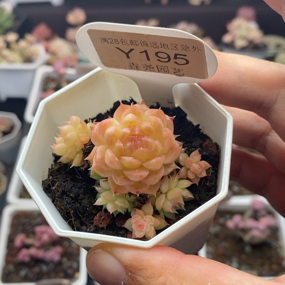 0195 麦秆群 5.5cm。不包整