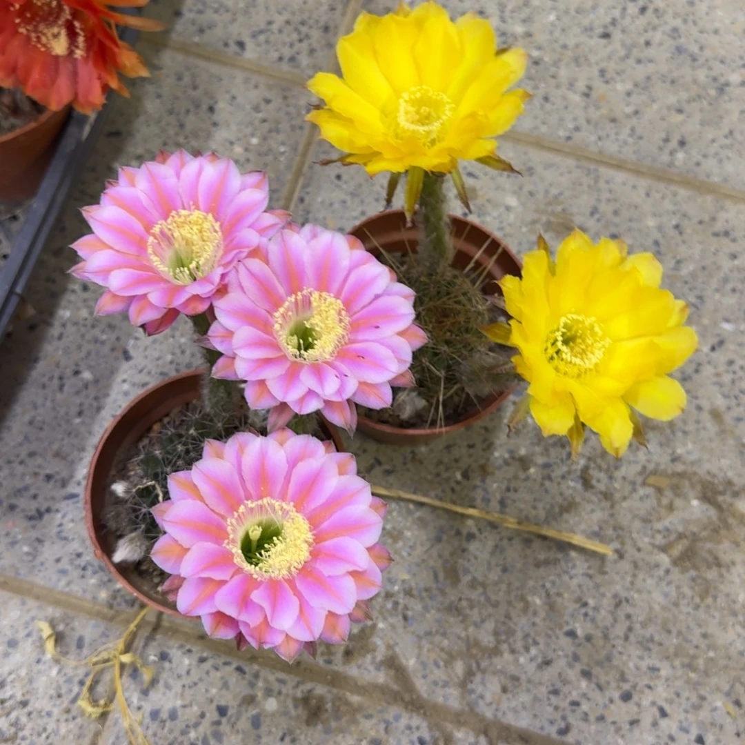 247彩草脱土发货掰花掉侧牙无售后斑