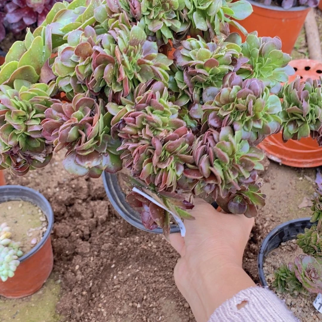 1768号一物一拍多肉植物