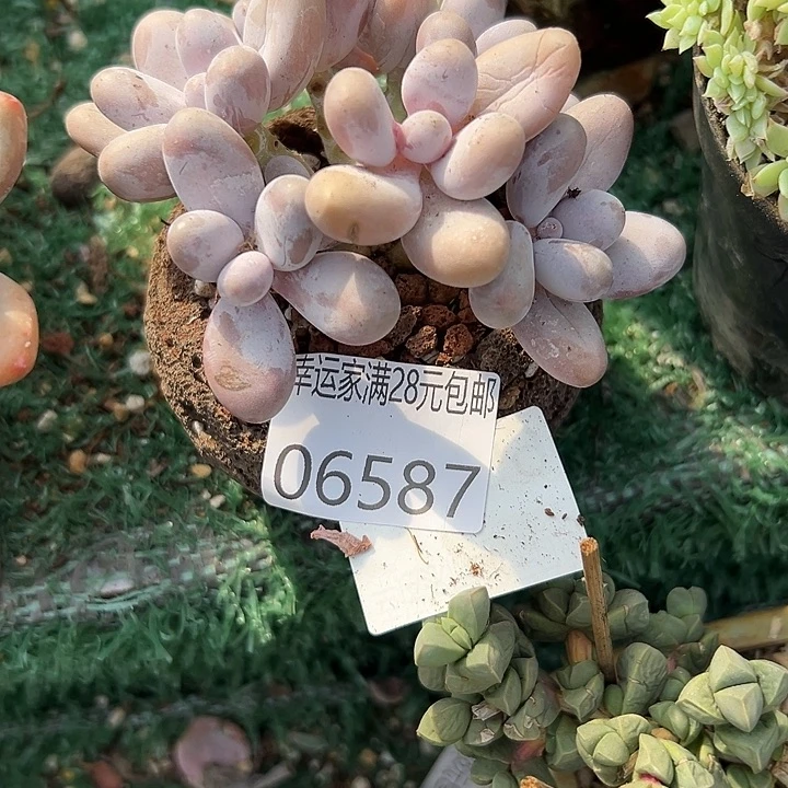 幸运的是我还在努力地