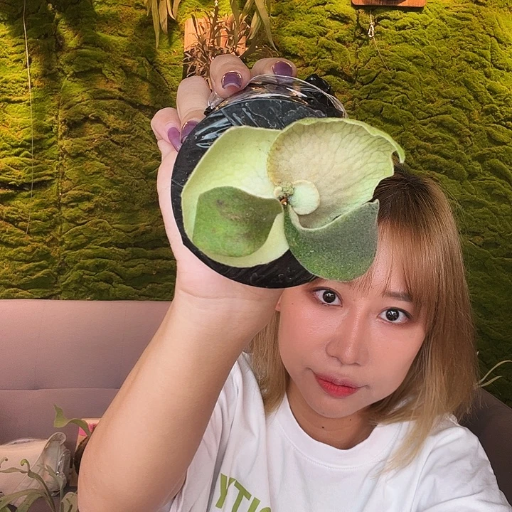 不开花植物sf ar。
