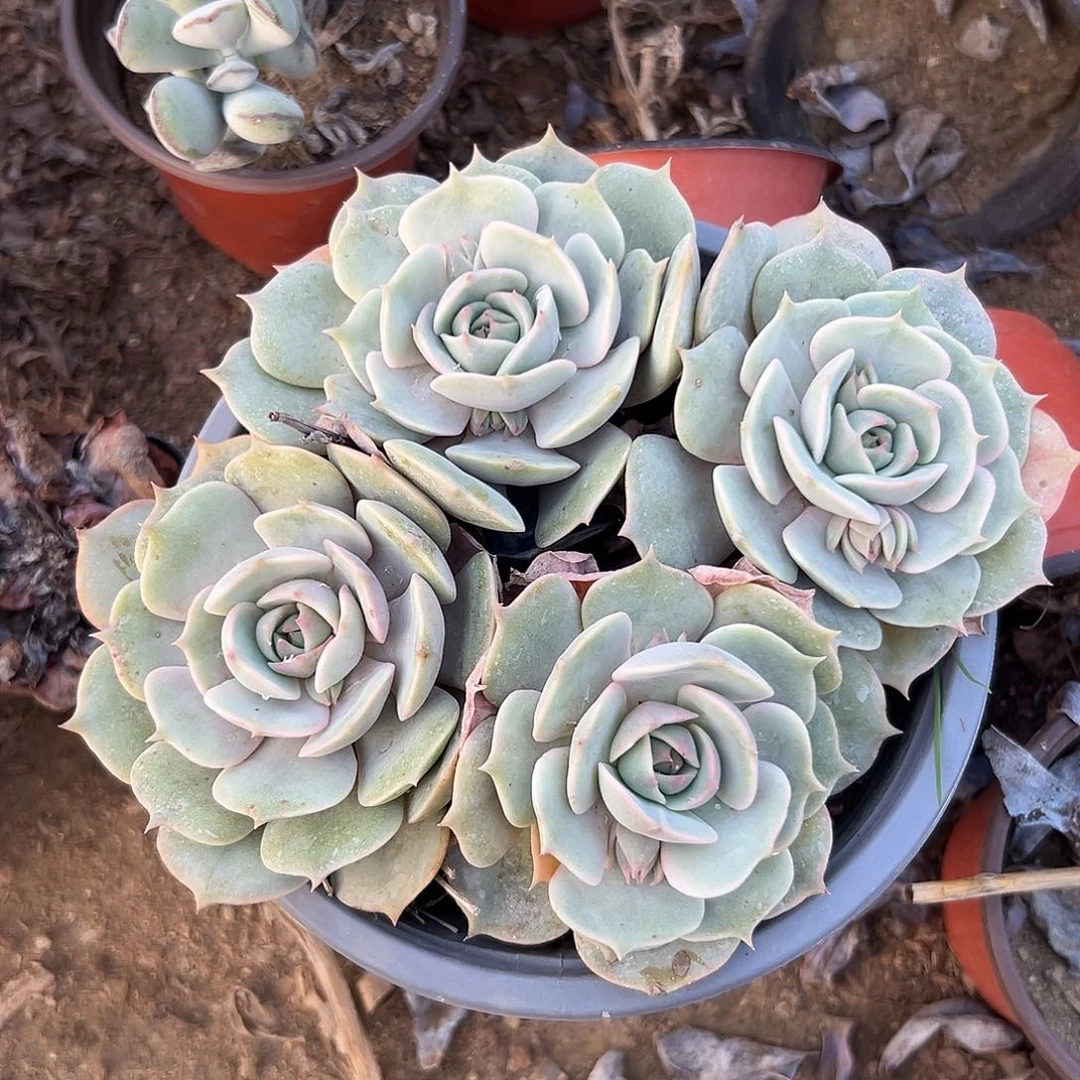 多肉植物露娜莲群