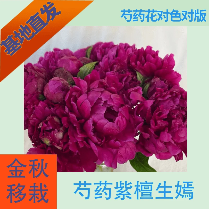 重瓣【紫檀生嫣】芍药秋季移栽5月花神重瓣鲜花易养活庭院种植鲜花