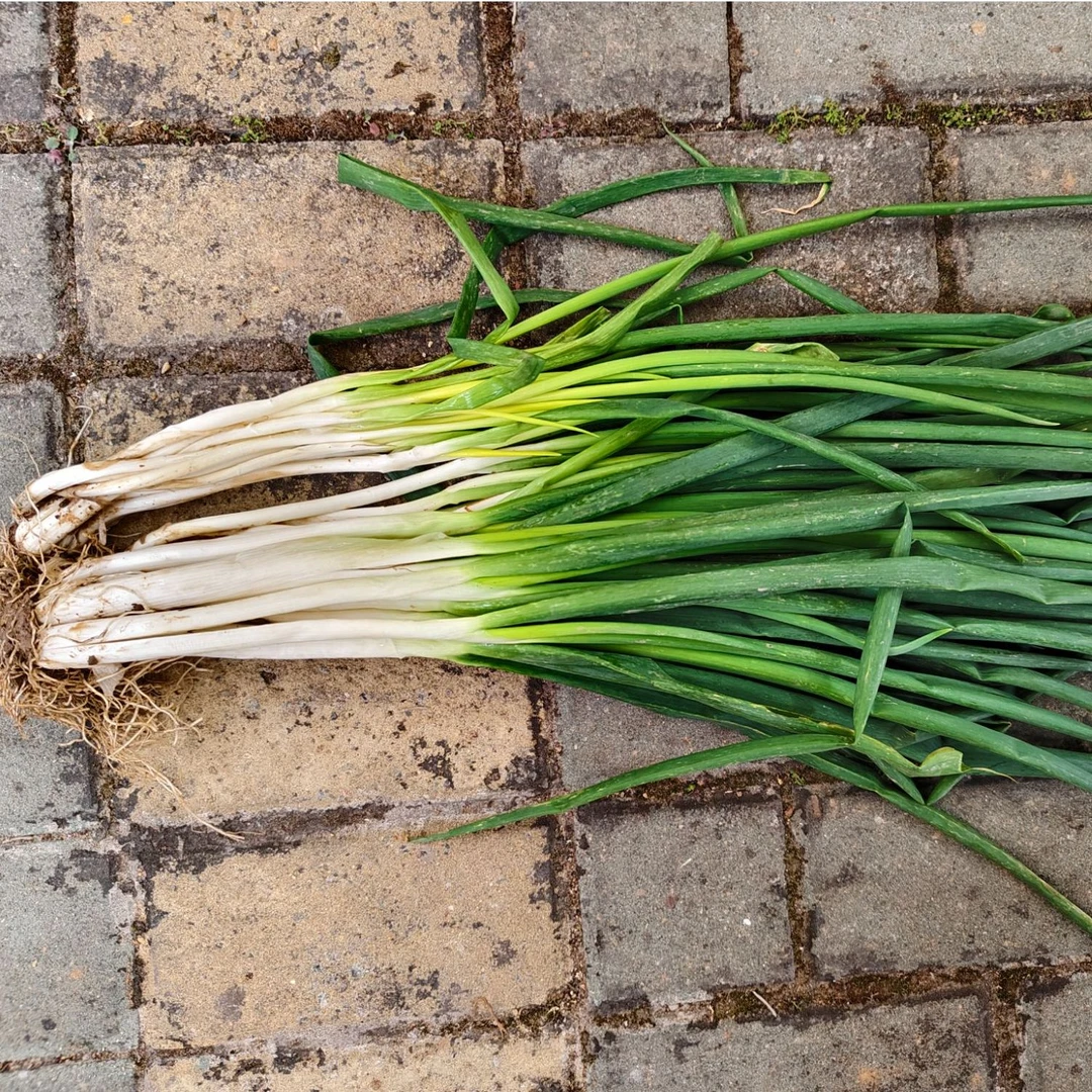 【兵支书助农】农家大葱京东包邮