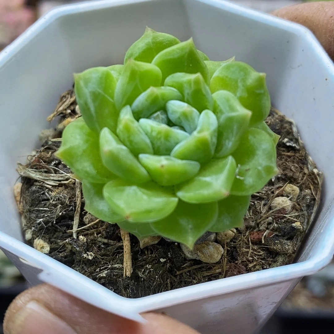 2644 杂交绿体暗纹